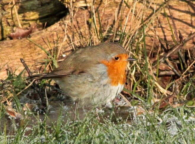 Photo de Rouge gorge