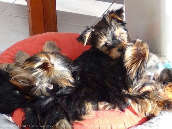 Photo de Yorkshire terrier