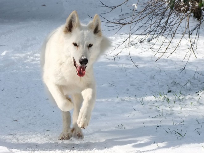 Photo de Berger blanc suisse