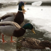 Photo de Canard colvert