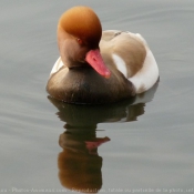 Photo de Canard nette rousse