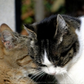 Photo de Chat domestique