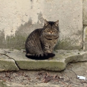 Photo de Chat domestique