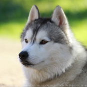 Photo de Husky siberien