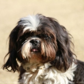 Photo de Shih tzu