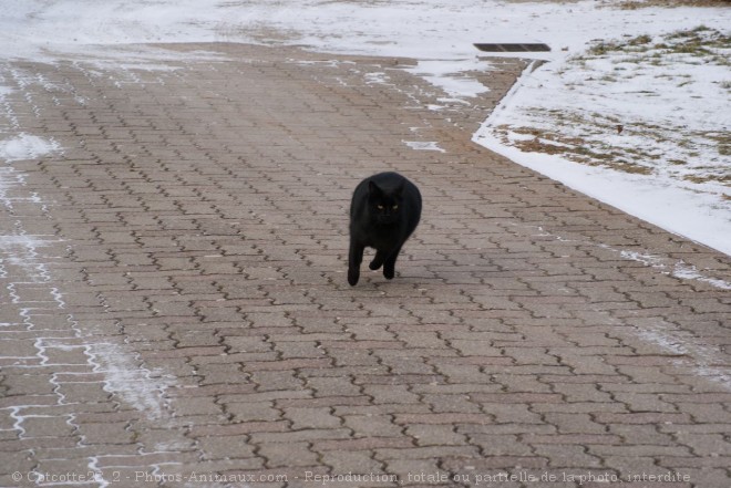 Photo de Chat domestique