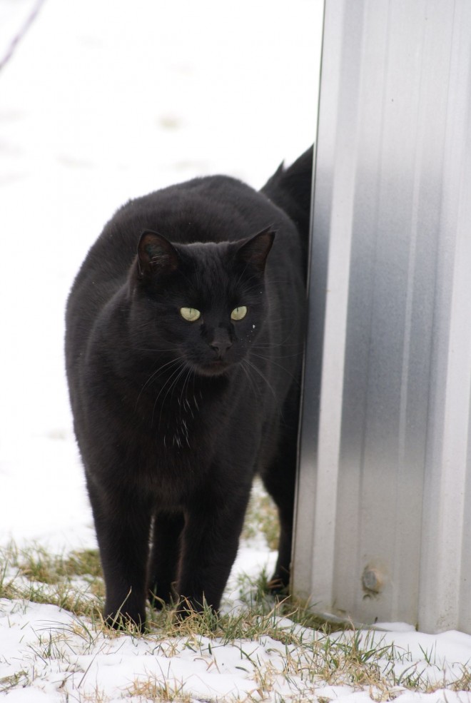 Photo de Chat domestique