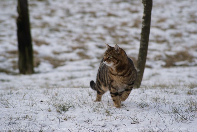 Photo de Chat domestique