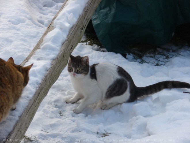 Photo de Chat domestique