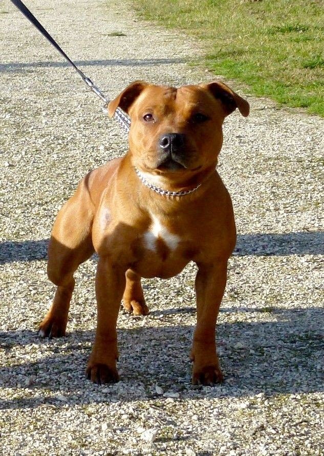 Photo de Staffordshire bull terrier