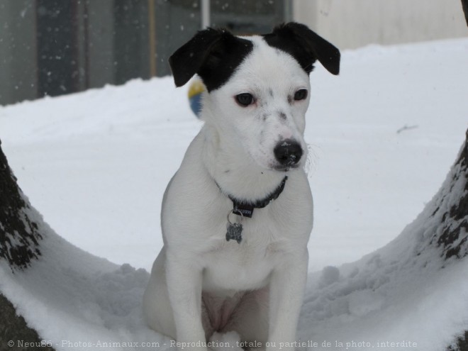 Photo de Jack russell terrier