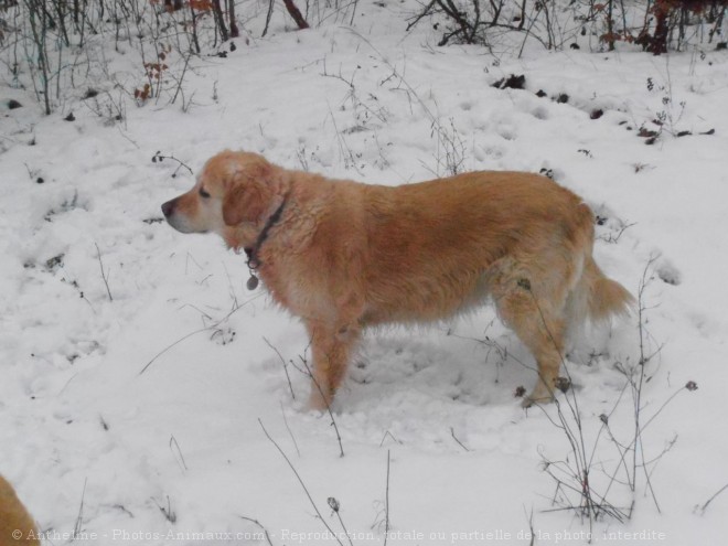 Photo de Golden retriever