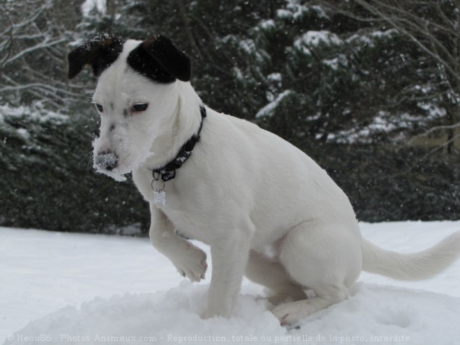 Photo de Jack russell terrier