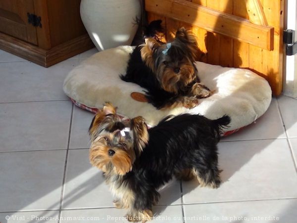 Photo de Yorkshire terrier