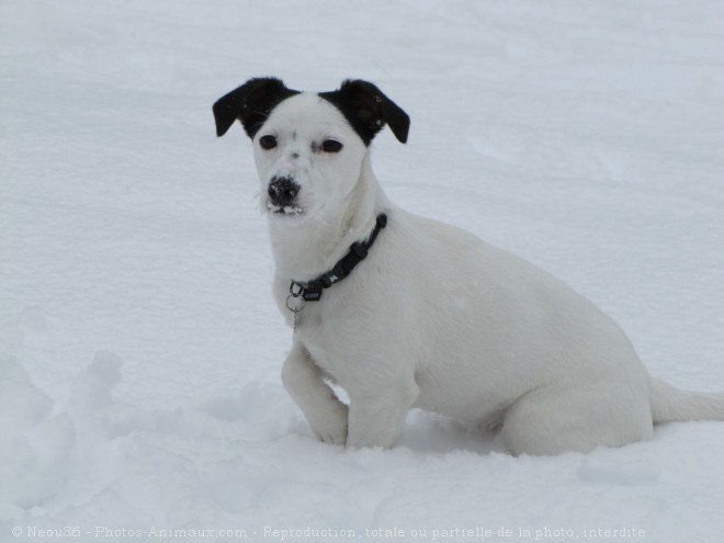 Photo de Jack russell terrier