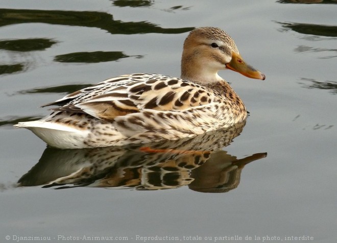 Photo de Canard colvert