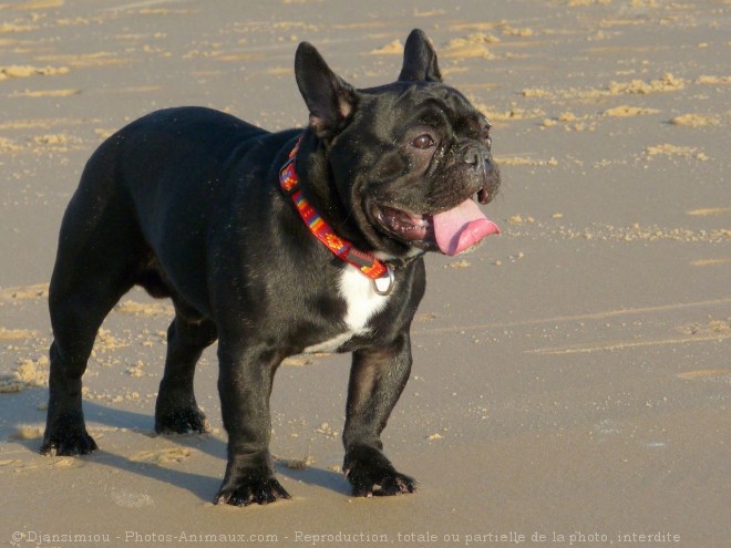 Photo de Bouledogue franais