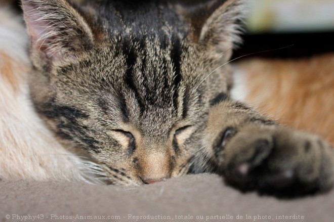 Photo de Chat domestique