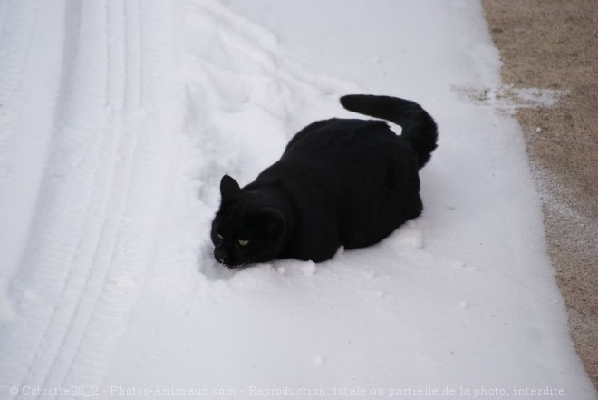 Photo de Chat domestique