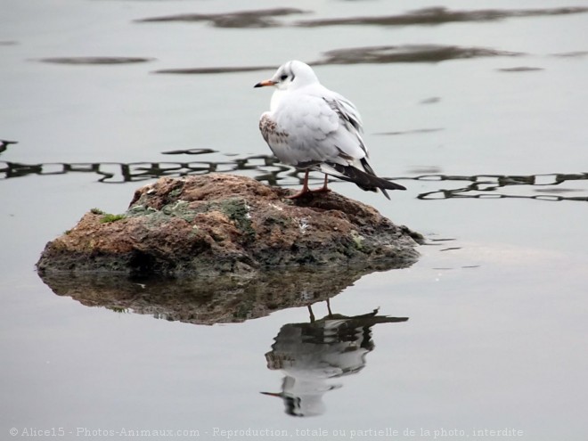 Photo de Mouette