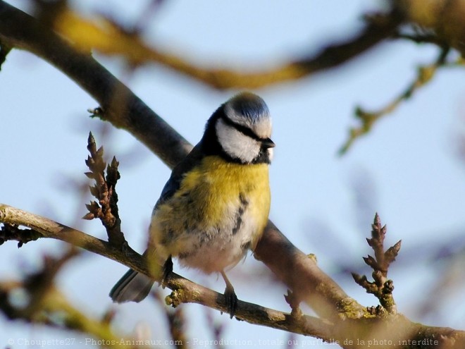 Photo de Msange bleue