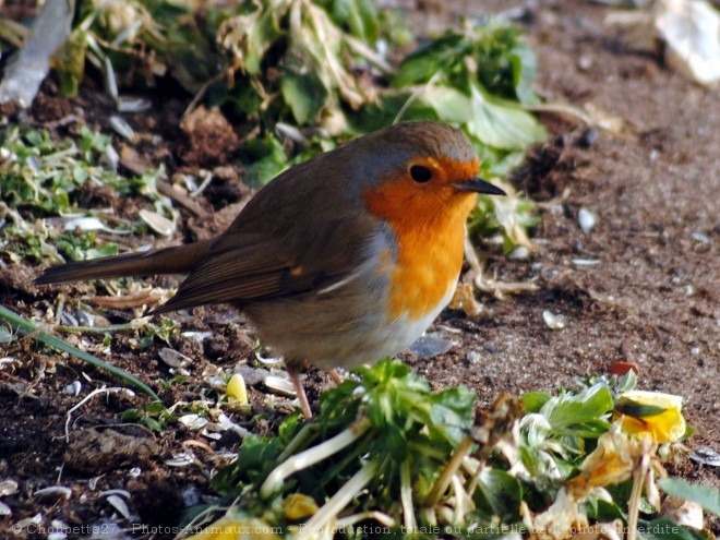 Photo de Rouge gorge