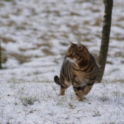 Photo de Chat domestique