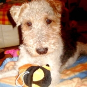 Photo de Fox terrier  poil dur