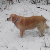 Photo de Golden retriever