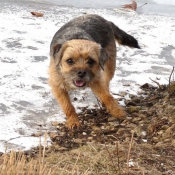 Photo de Border terrier