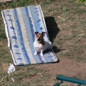 Photo de Jack russell terrier