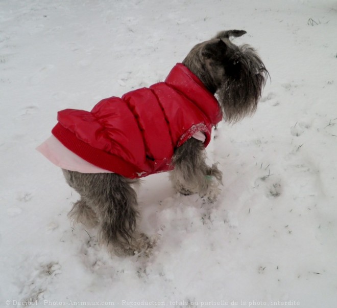 Photo de Schnauzer nain