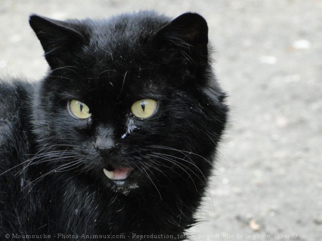 Photo de Chat domestique