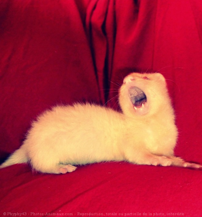 Photo de Furet