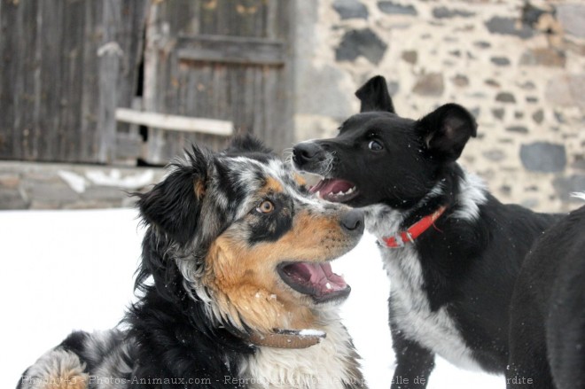 Photo de Races diffrentes