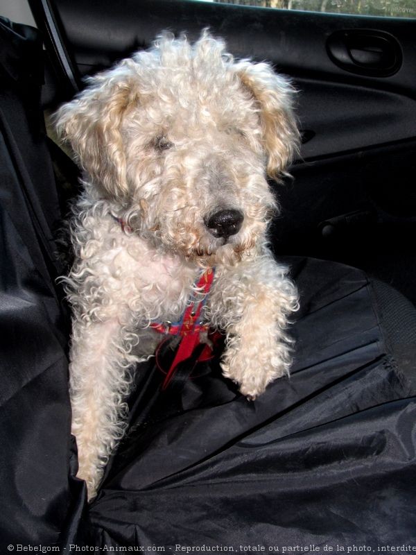 Photo de Fox terrier  poil dur