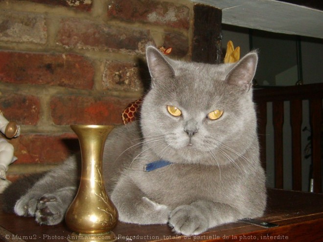 Photo de British shorthair