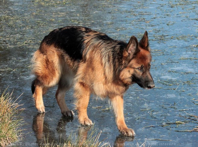 Photo de Berger allemand  poil court