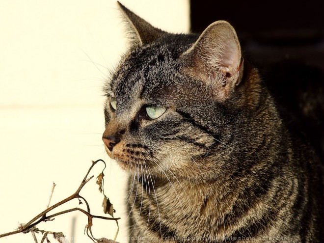 Photo de Chat domestique