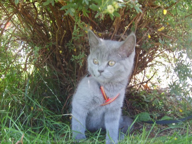 Photo de British shorthair