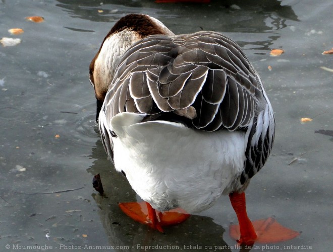 Photo d'Oie de guine