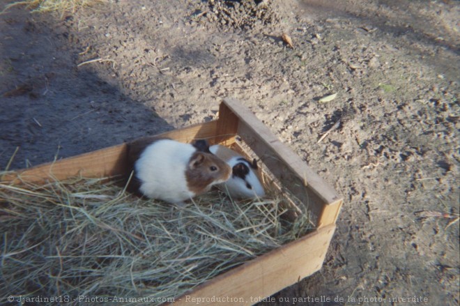 Photo de Cochon d'inde