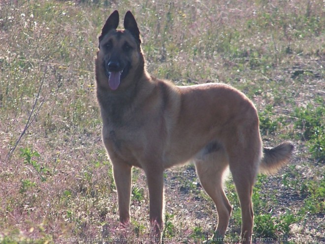 Photo de Berger belge malinois