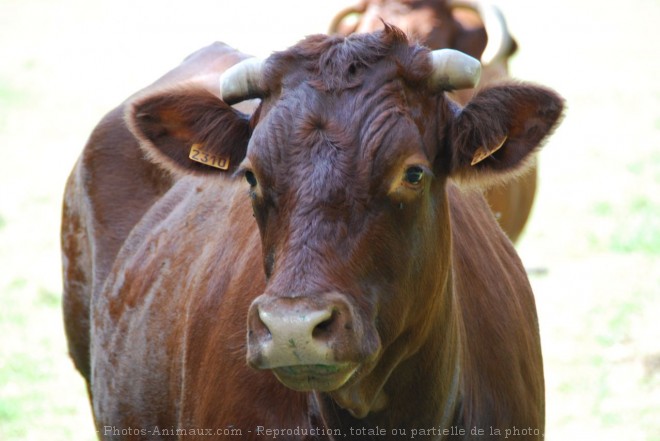 Photo de Vache - limousine