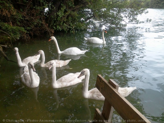 Photo de Cygne