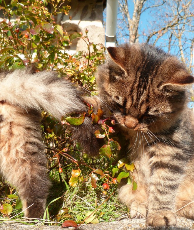 Photo de Chat domestique