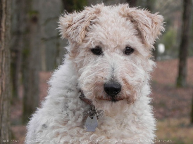 Photo de Fox terrier  poil dur