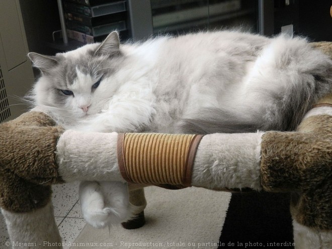 Photo de Ragdoll