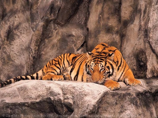 Photo de Tigre