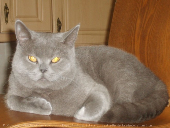 Photo de British shorthair